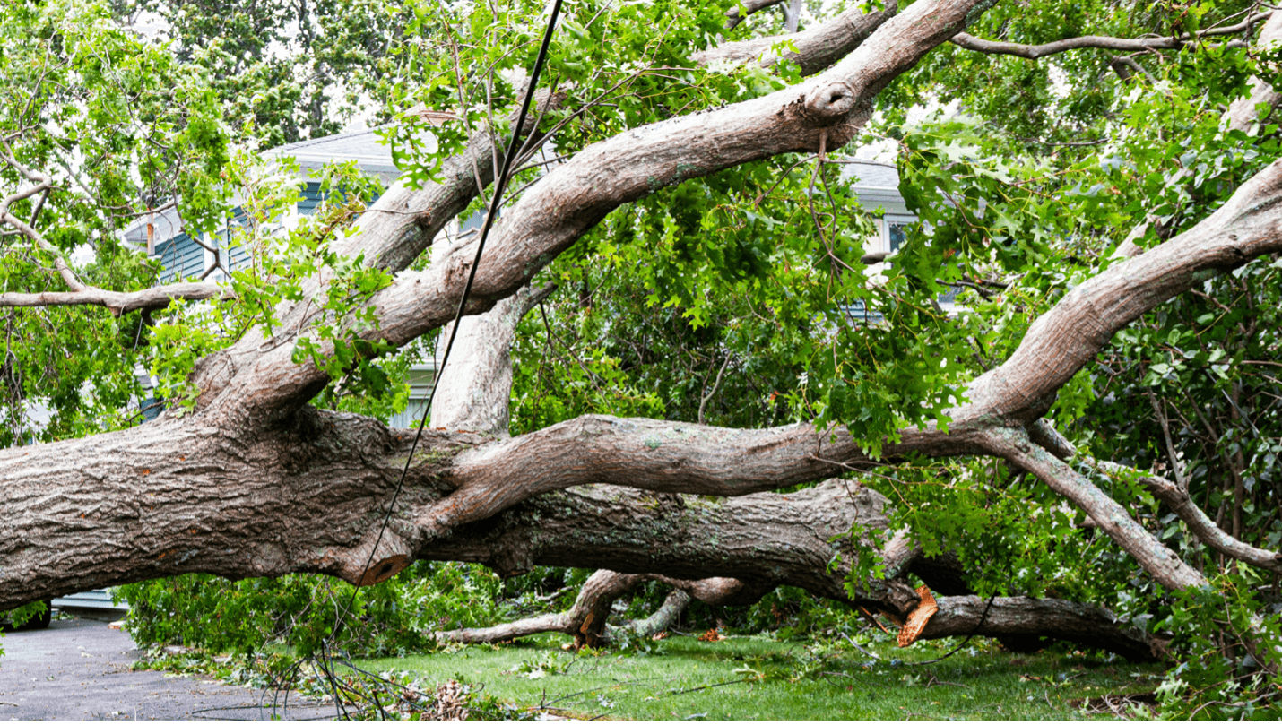 Can I sue for injuries from a fallen tree branch?